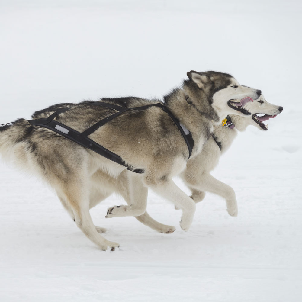 Schlittenhunde